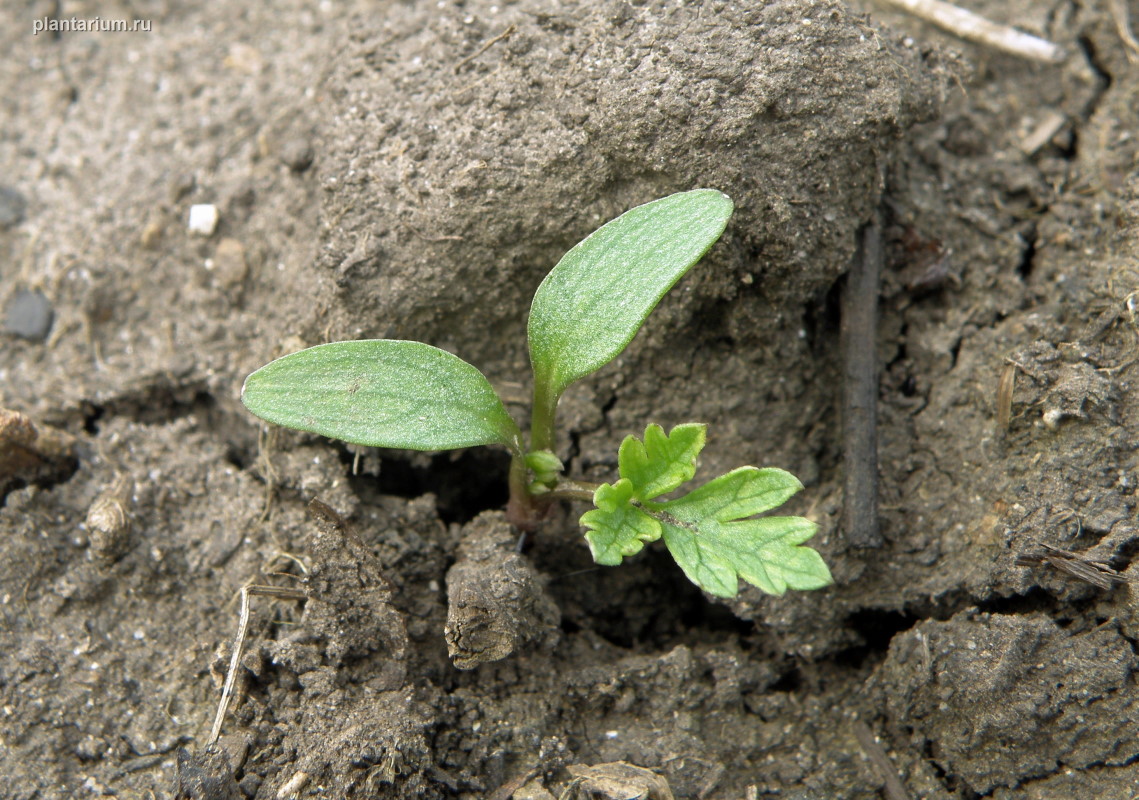 Изображение особи Conium maculatum.