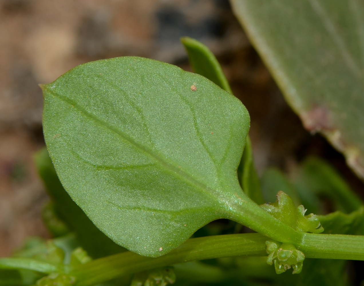 Изображение особи Patellifolia procumbens.