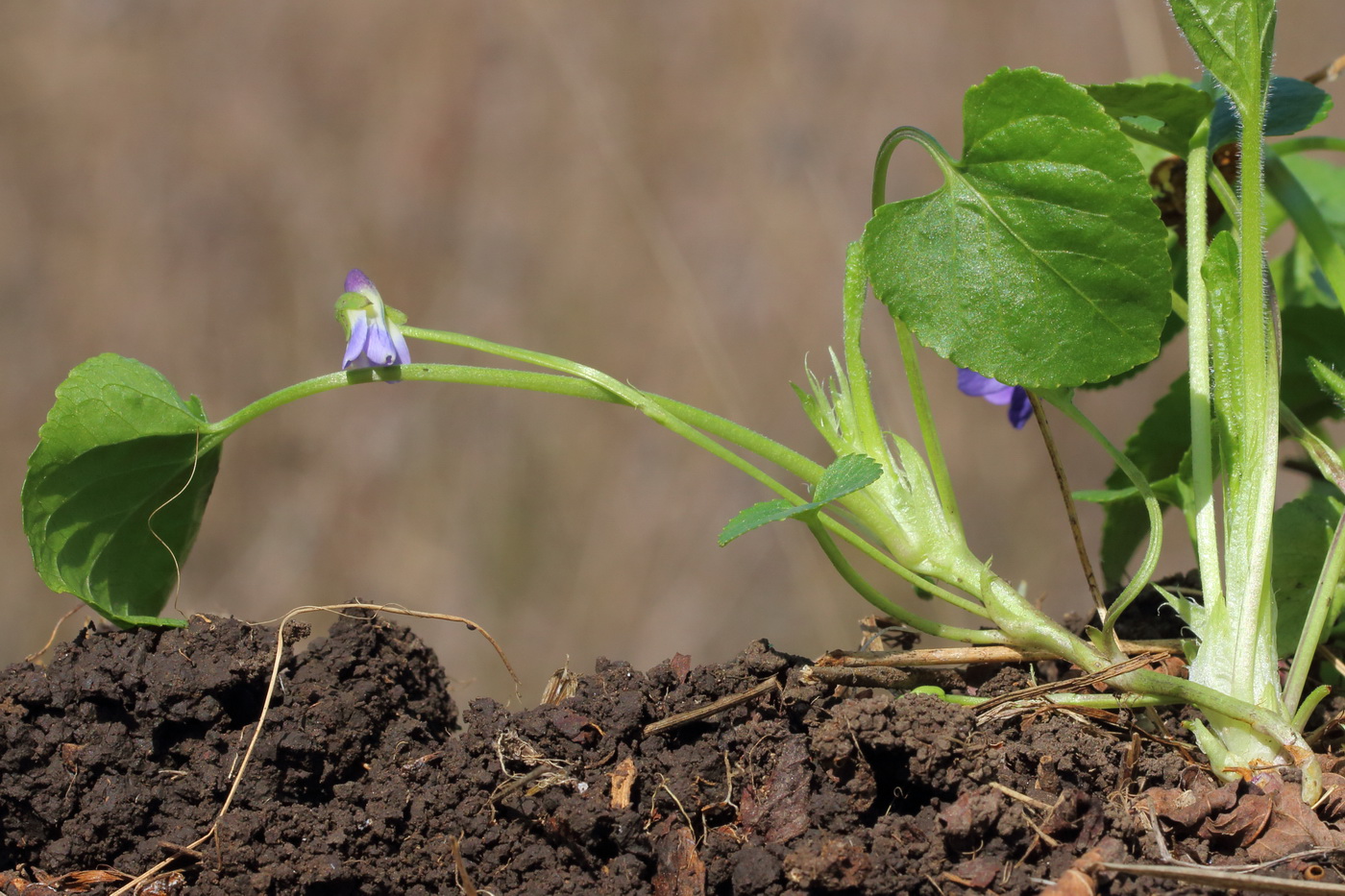 Image of Viola suavis specimen.