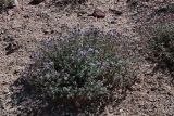 Ziziphora clinopodioides. Цветущее растение. Кыргызстан, Иссык-Кульская обл., Джети-Огузский р-н, Тамгинский аильный округ, южное побережье озера Иссык-Куль, степь. 30.08.2012.