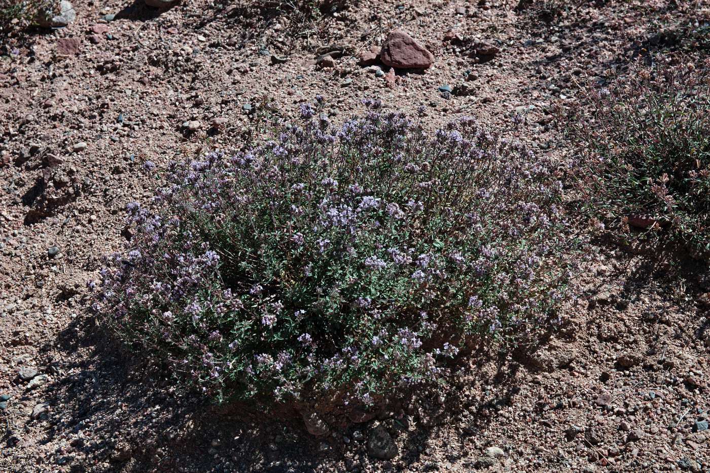 Изображение особи Ziziphora clinopodioides.