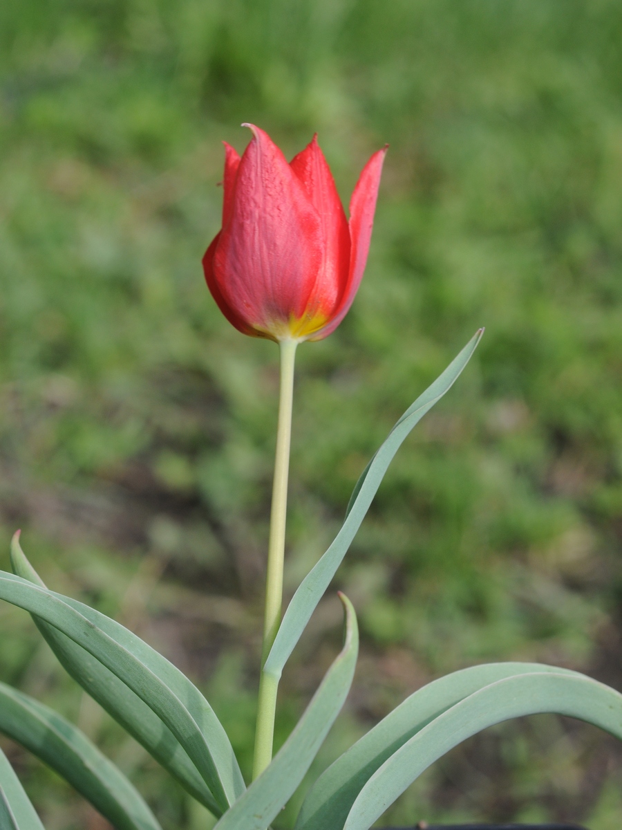 Изображение особи Tulipa suaveolens.