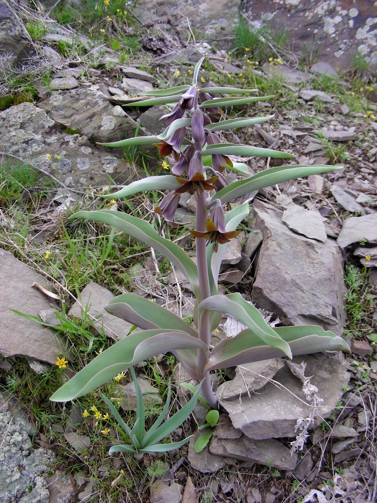 Image of Korolkowia sewerzowii specimen.