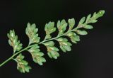 Asplenium tenuicaule. Вайя с сорусами (вид с обратной стороны). Приморский край, Партизанский р-н, ж.-д. платформа 151 км. 05.09.2015.