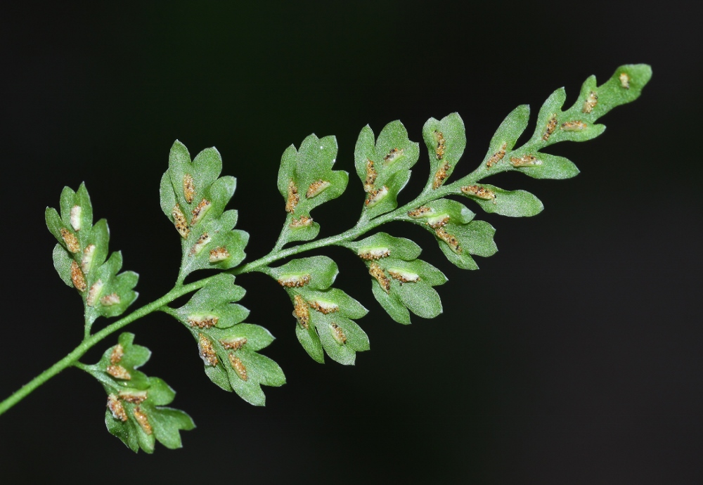 Изображение особи Asplenium tenuicaule.