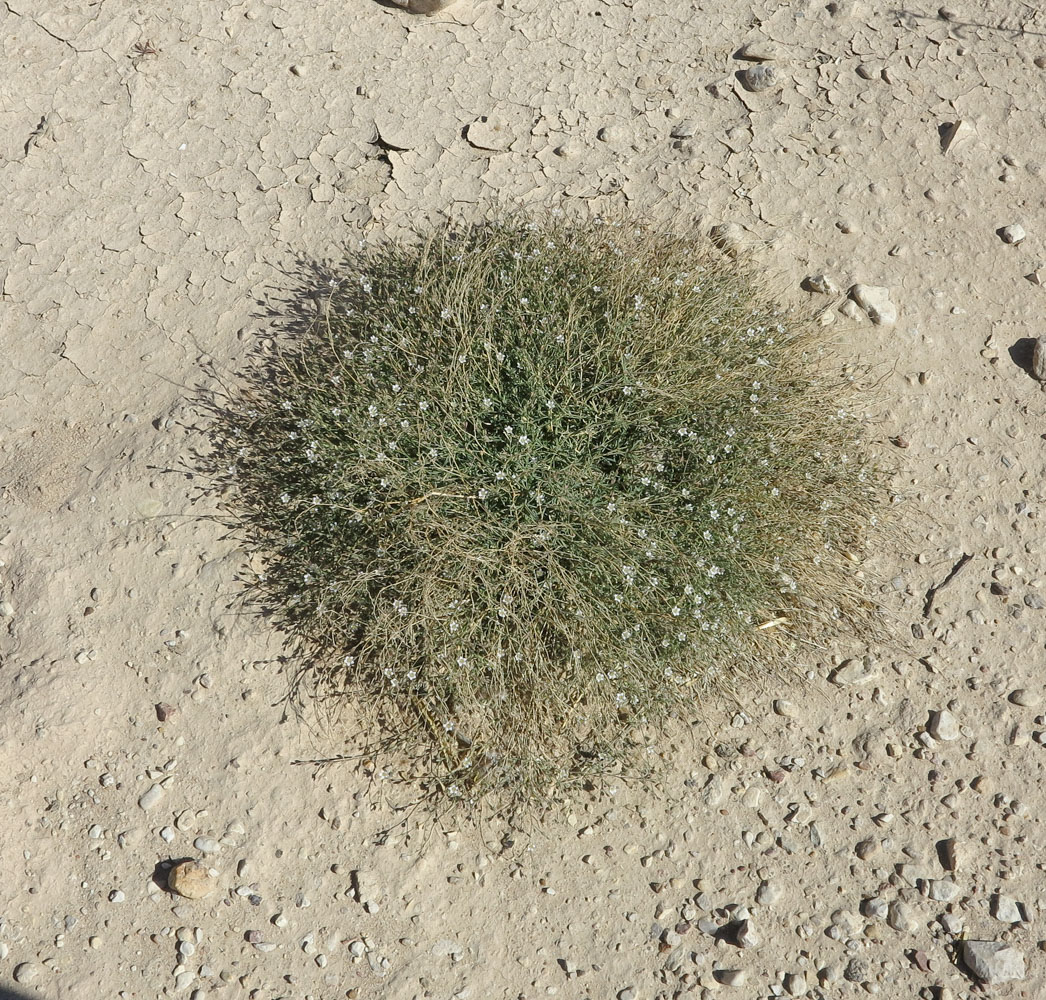 Image of Polycarpaea robbairea specimen.