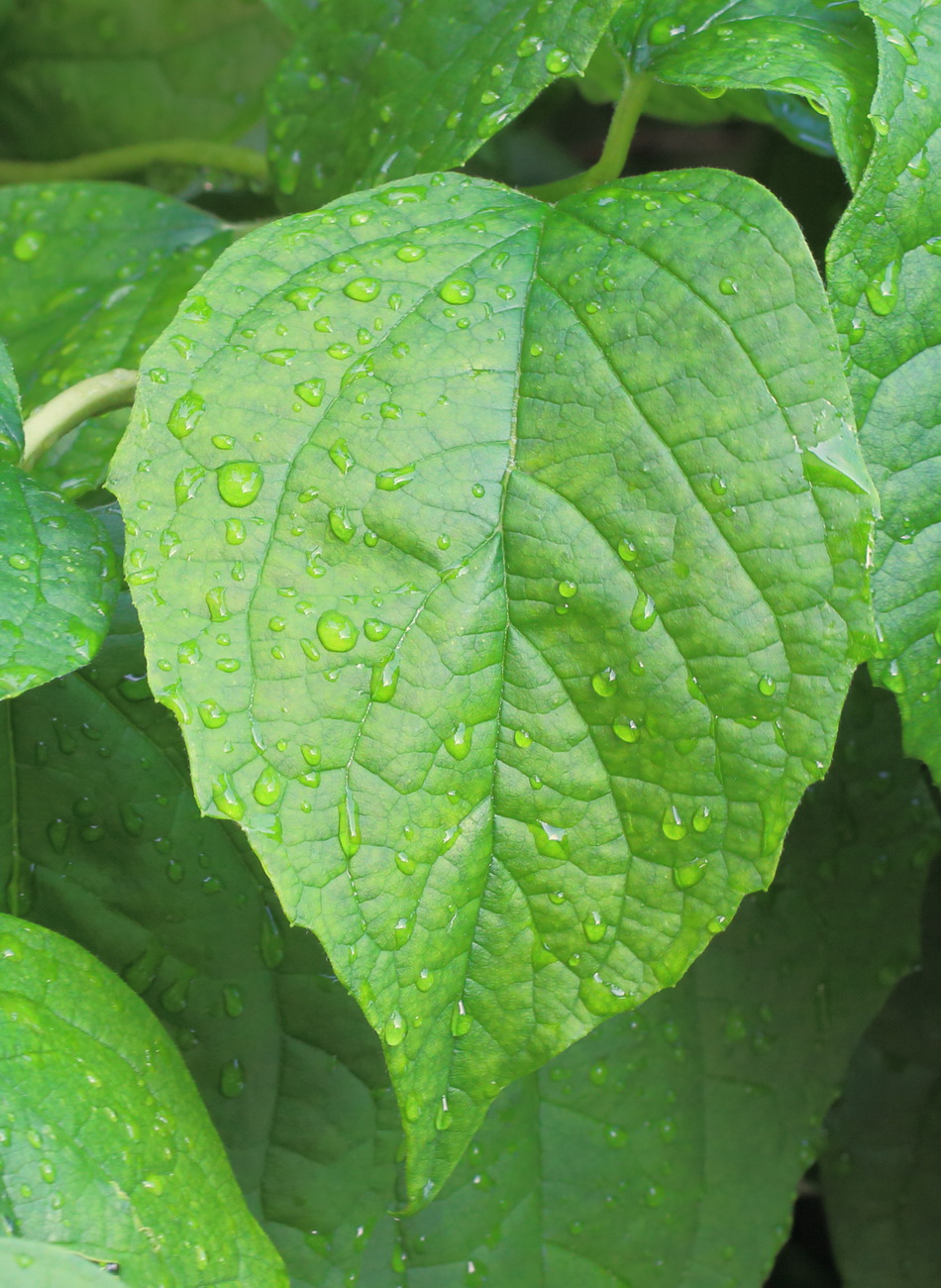 Image of genus Philadelphus specimen.