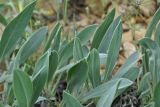 Onosma sericea