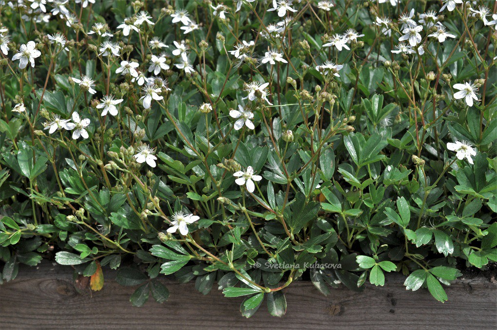 Image of Potentilla tridentata specimen.
