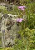 род Primula