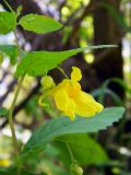 Impatiens noli-tangere