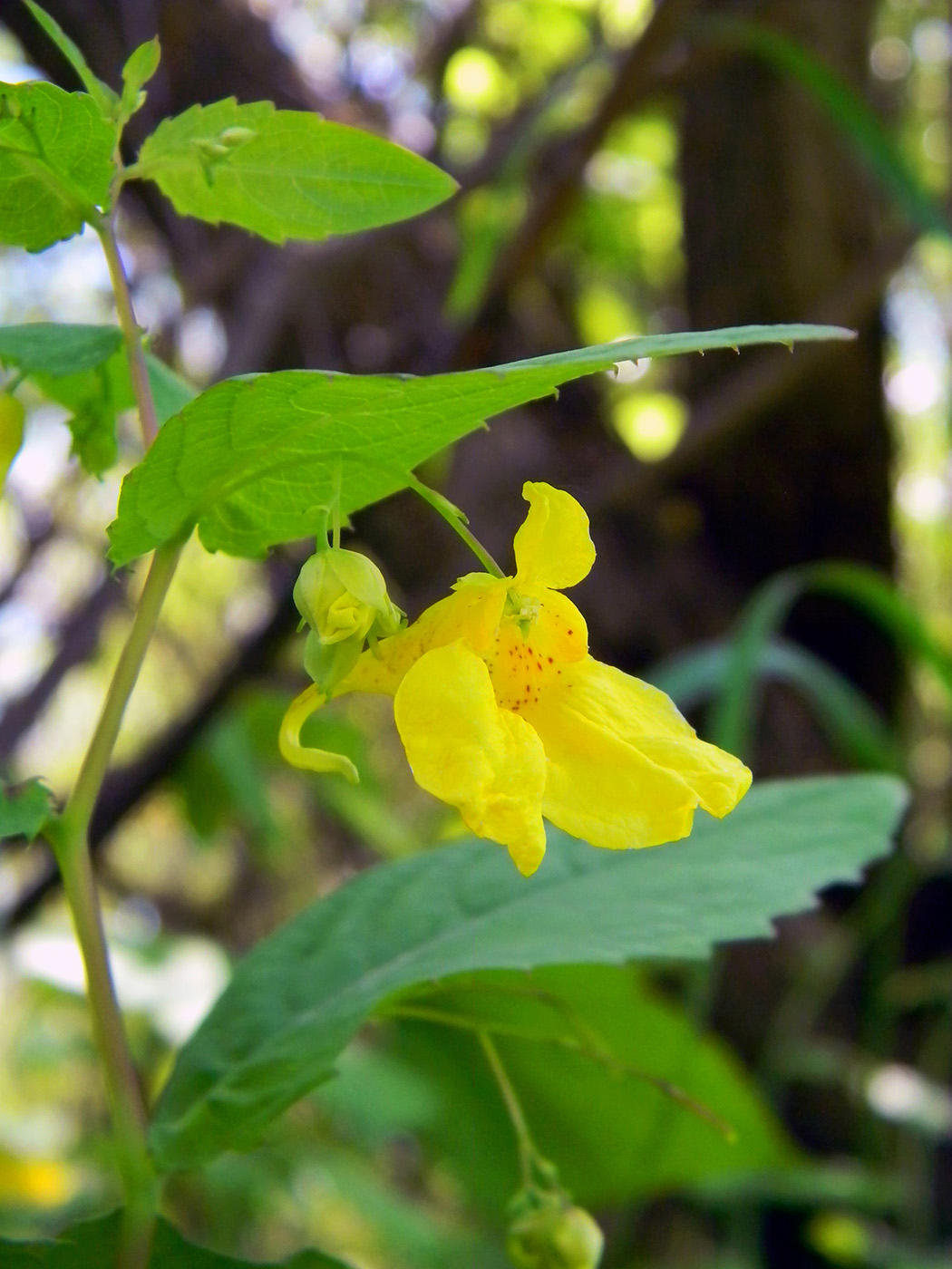 Image of Impatiens noli-tangere specimen.