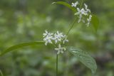 Vincetoxicum ascyrifolium. Часть побега с цветками. Приморский край, Хасанский р-н, зал. Посьета, мыс Мраморный, широколиственный лес. 05.06.2016.