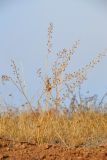 Camelina microcarpa