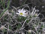 Arctogeron gramineum