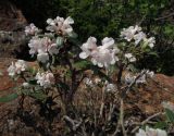 Rhododendron adamsii