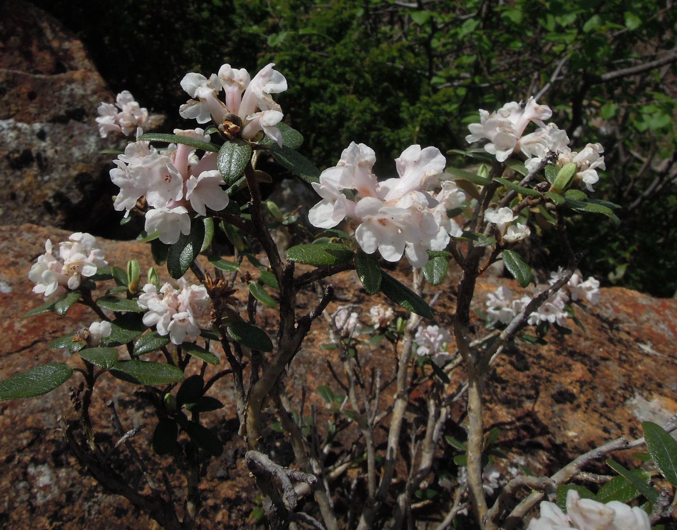 Image of Rhododendron adamsii specimen.