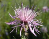 Centaurea stoebe