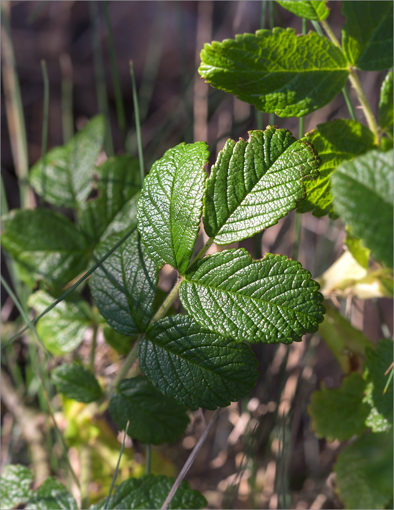 Изображение особи Rosa rugosa.