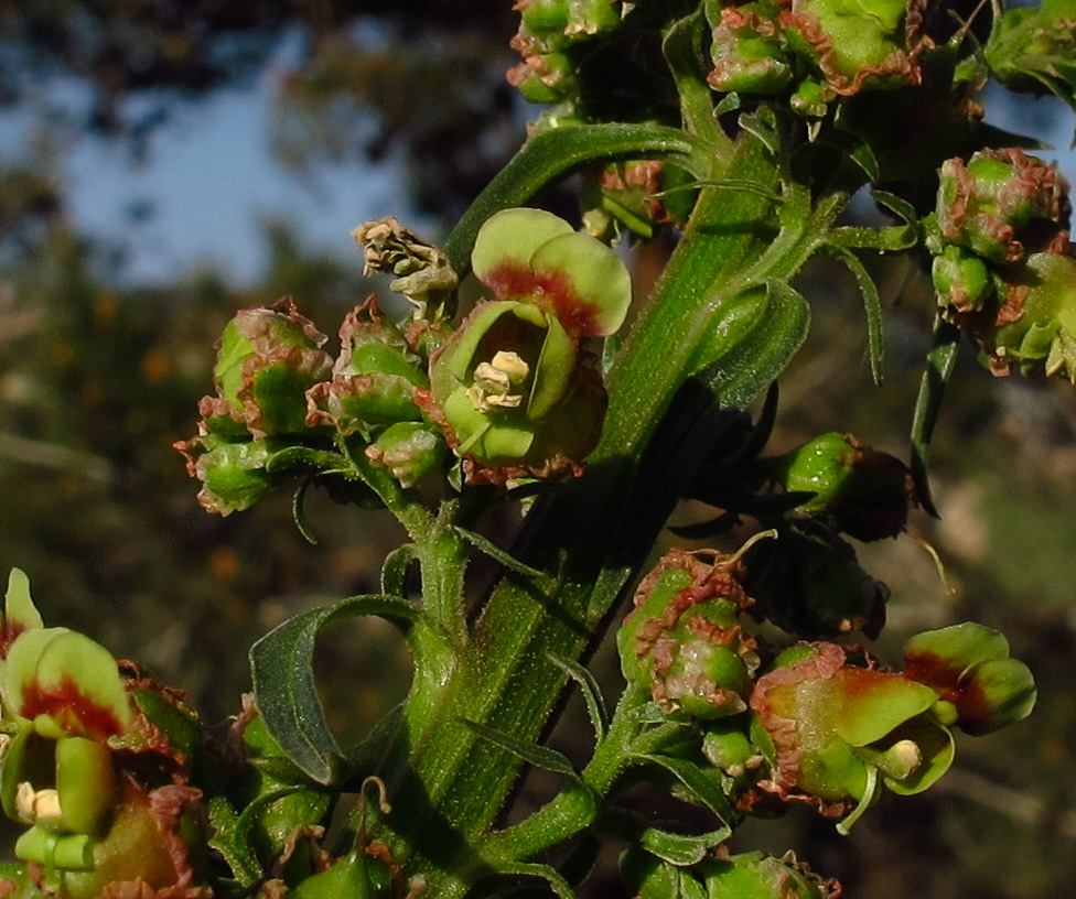 Изображение особи Scrophularia rubricaulis.