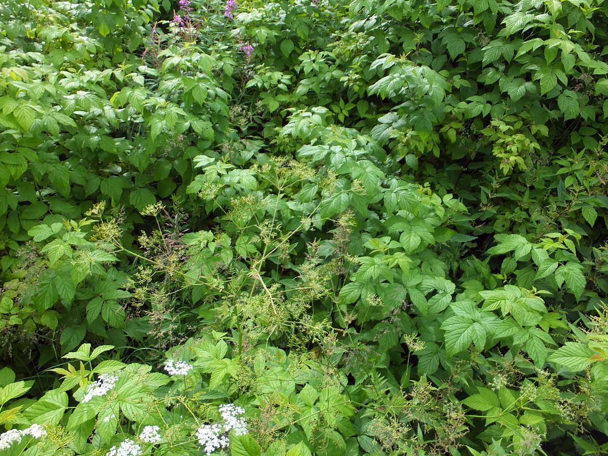 Изображение особи Rubus idaeus.