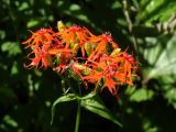 Lychnis wilfordii