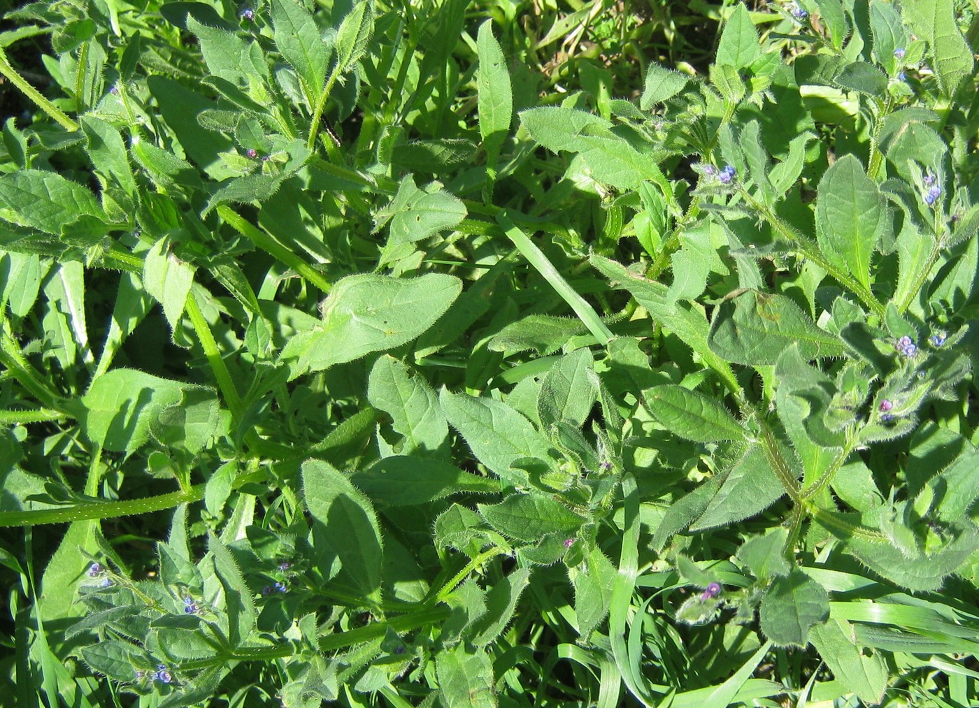 Image of Asperugo procumbens specimen.