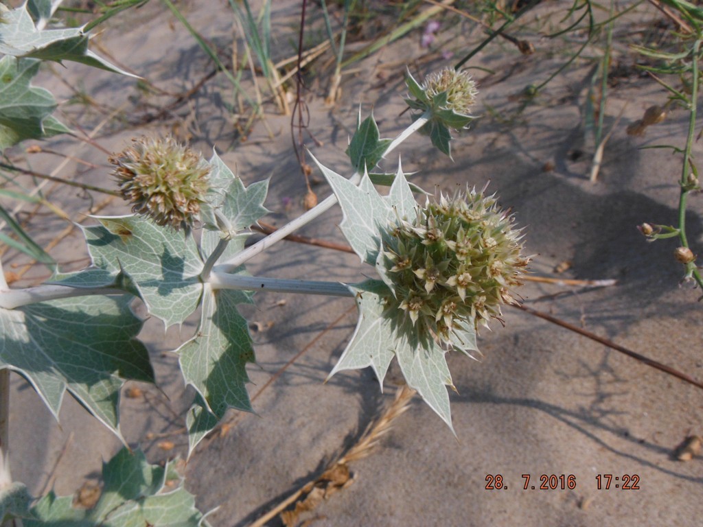 Image of Eryngium maritimum specimen.