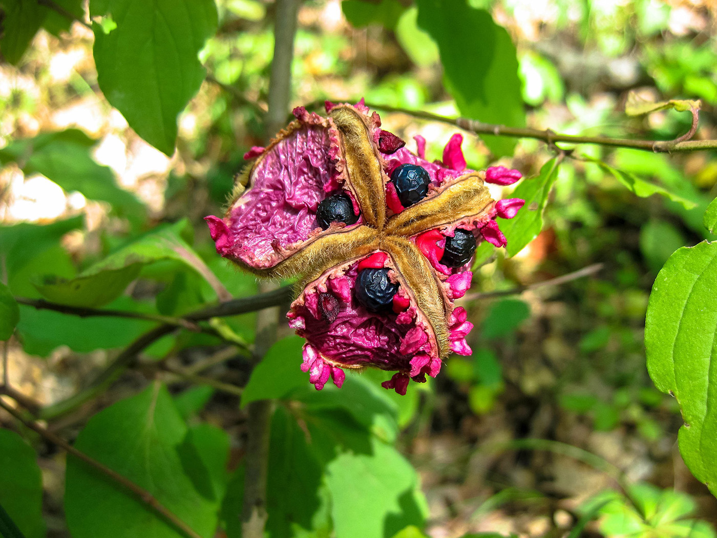 Image of Paeonia daurica specimen.