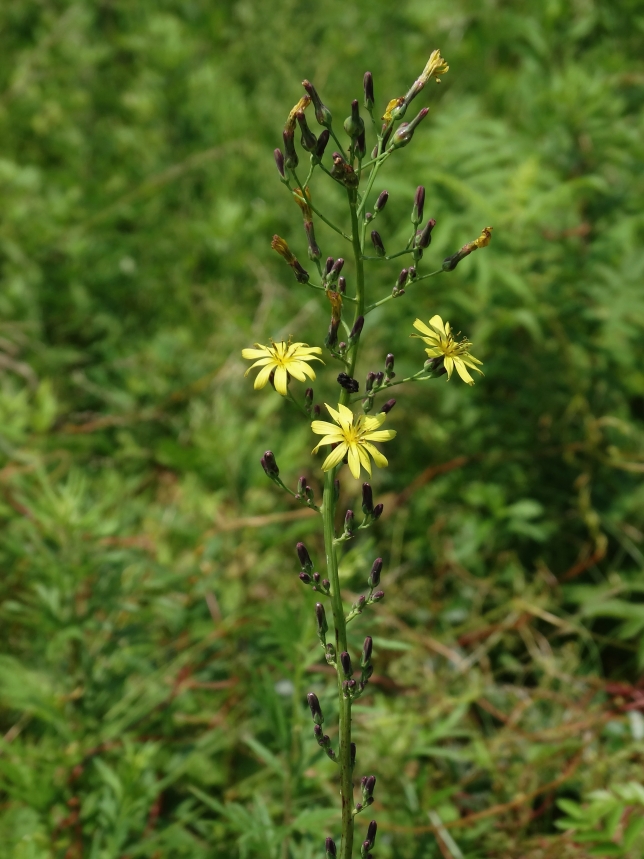 Image of Lactuca raddeana specimen.