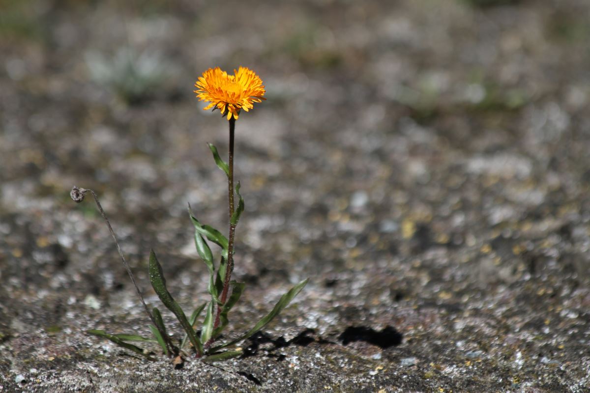 Изображение особи Erigeron aurantiacus.