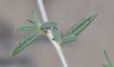 Helianthemum lippii