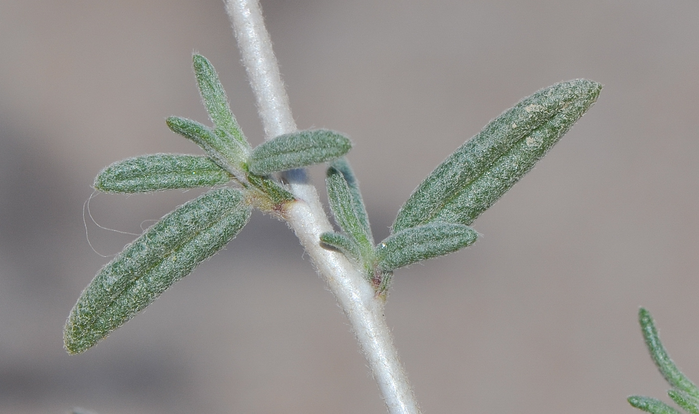 Изображение особи Helianthemum lippii.