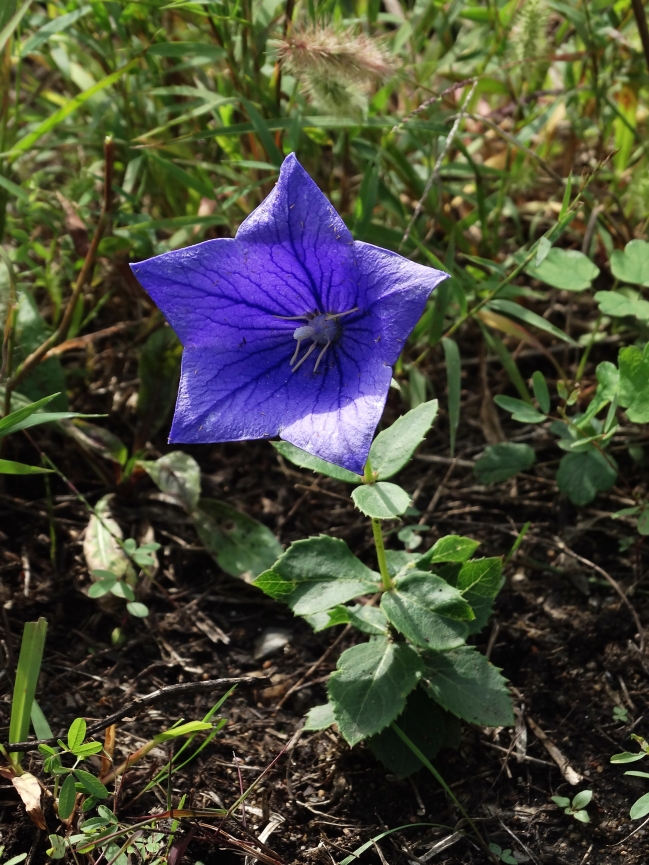 Image of Platycodon grandiflorus specimen.