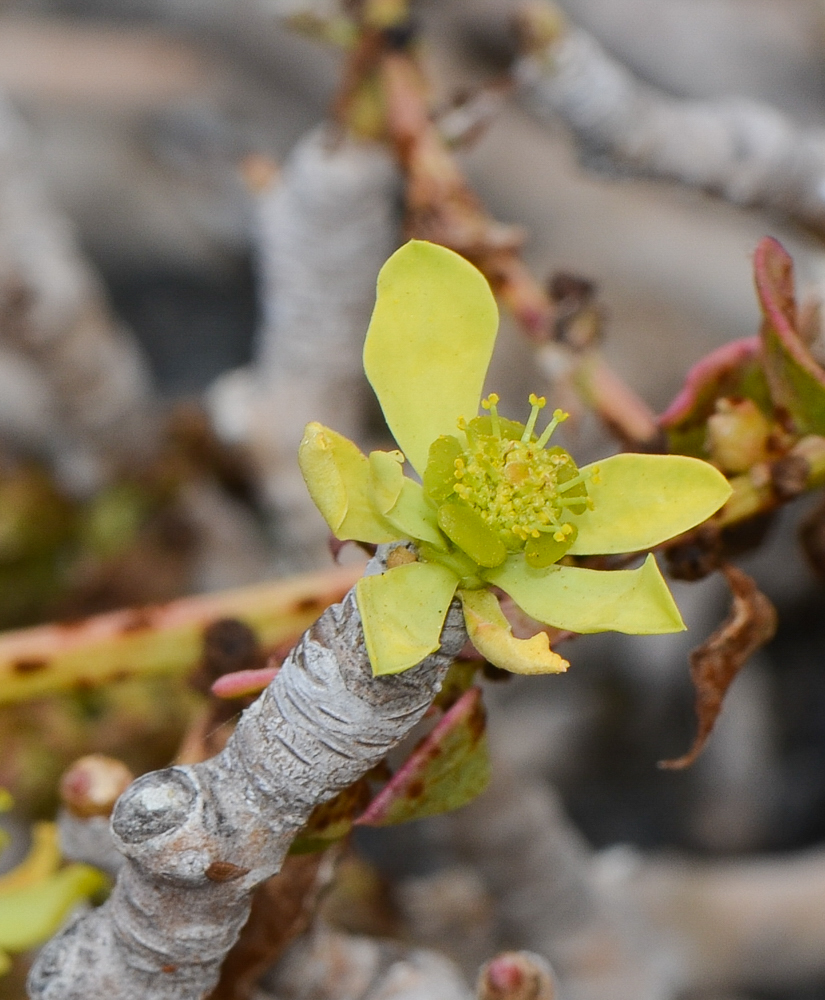 Image of Euphorbia balsamifera specimen.