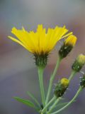 Hieracium umbellatum