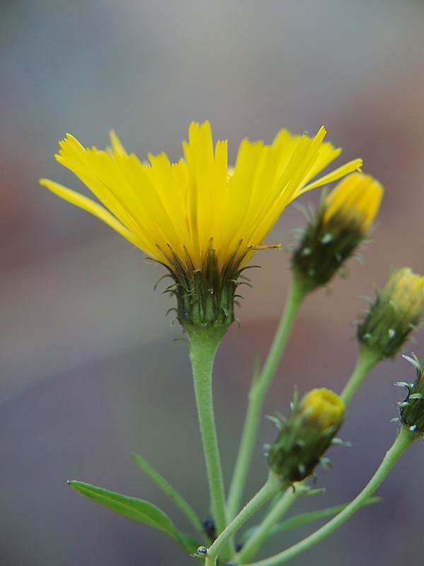 Изображение особи Hieracium umbellatum.