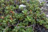 Rhododendron lapponicum