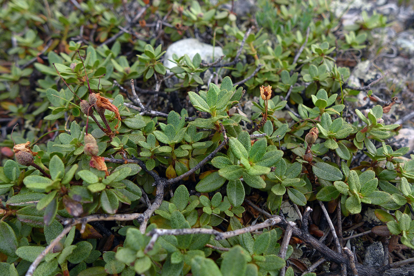 Image of Rhododendron lapponicum specimen.