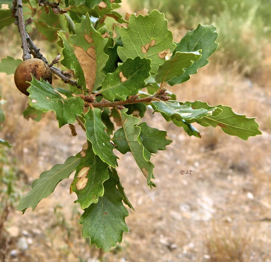 Изображение особи род Quercus.