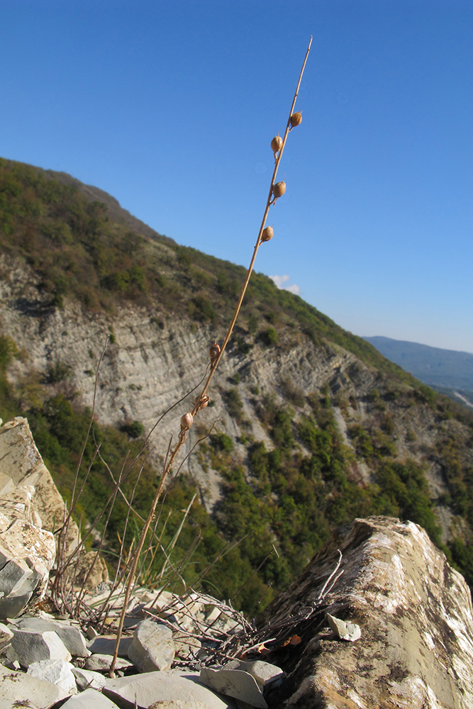 Image of genus Verbascum specimen.