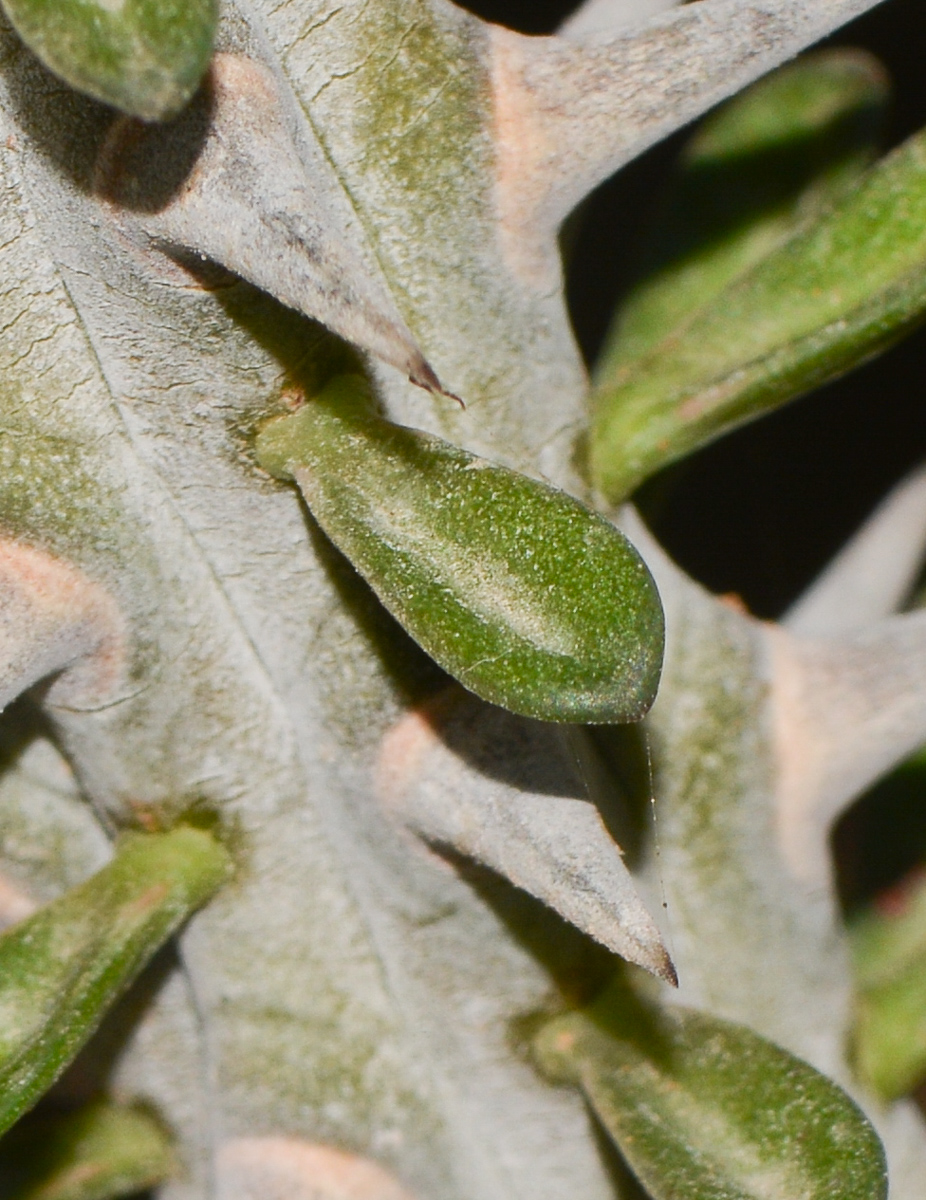 Image of Alluaudia ascendens specimen.