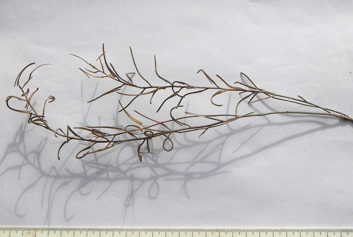 Image of Neotorularia contortuplicata specimen.