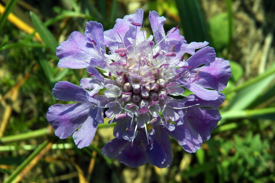 Image of Scabiosa lachnophylla specimen.