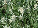 Leontopodium leontopodioides