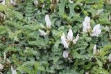 genus Astragalus