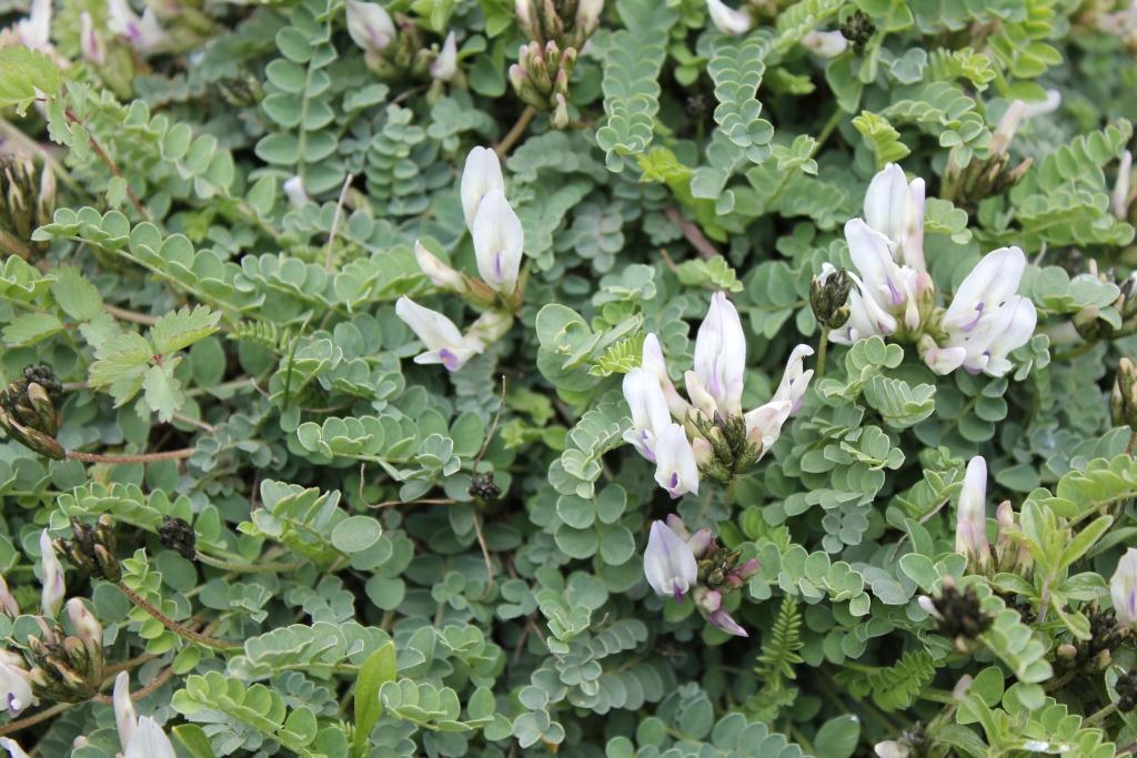 Изображение особи род Astragalus.