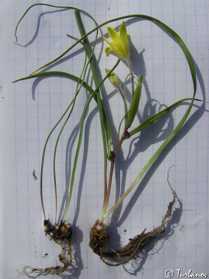 Image of Gagea dubia specimen.