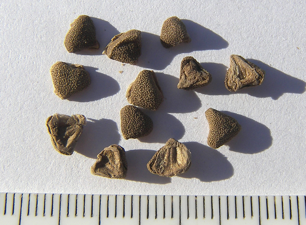 Image of Aristolochia rotunda specimen.