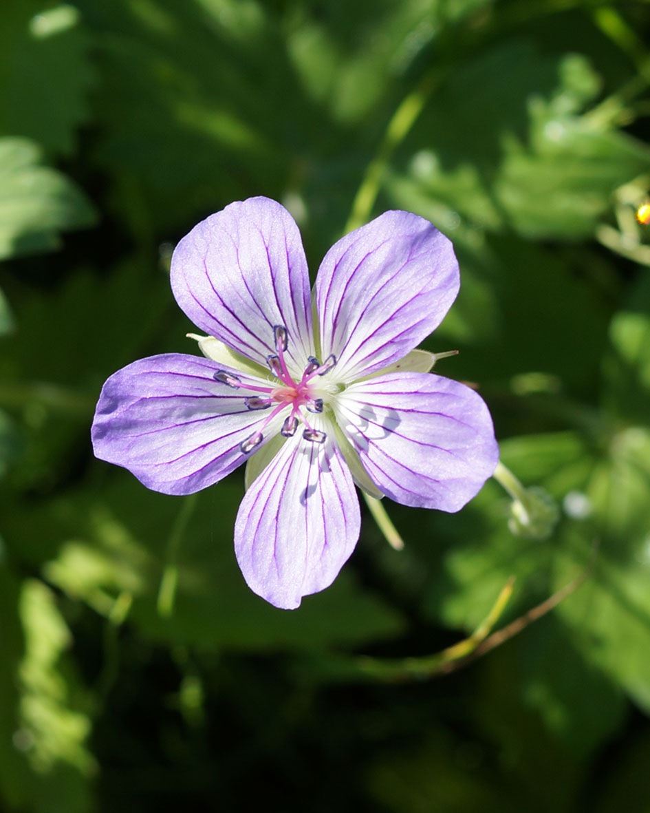 Изображение особи Geranium wlassovianum.